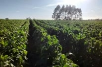 Riscos e oportunidades para o agronegcio na China