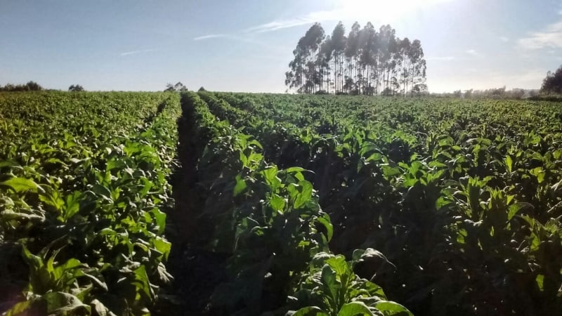 Fumo é um dos setores com potencial na pauta de exportações