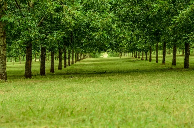 Rio Grande do Sul tem 3,4 mil hectares de nogueiras e detém 49% da produção do País