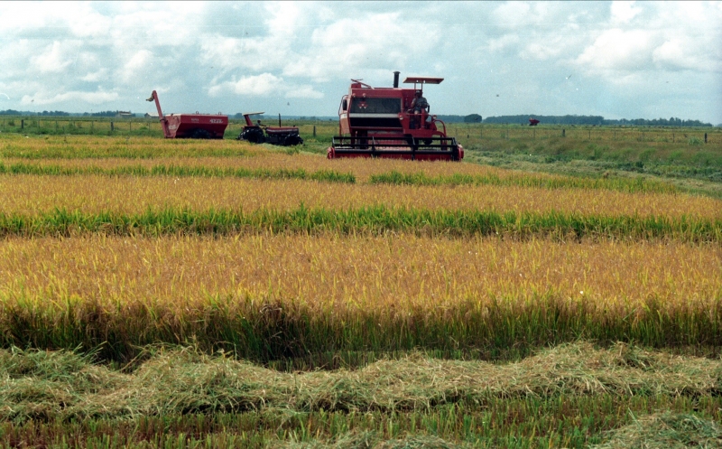 Com contribuição negativa, lavoura de arroz está entre as que apresentam a maior desvalorização, de 21,1%