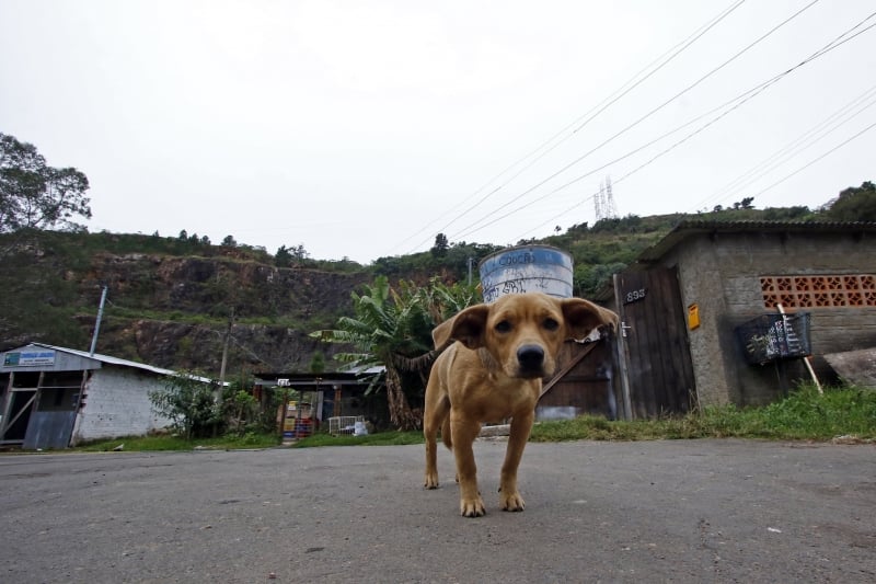Animais com leishmaniose estão abrigados na Seda há quase um ano