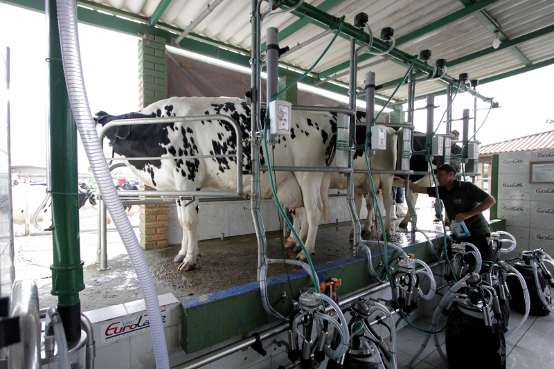 Notícia animou setor leiteiro no Rio Grande do Sul