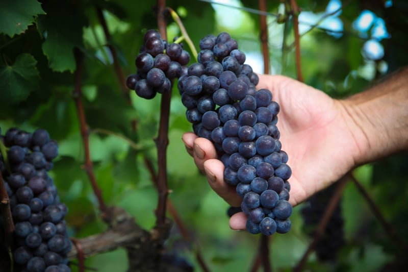 Indústrias querem recursos para contratação de EGF para estocagem de uvas