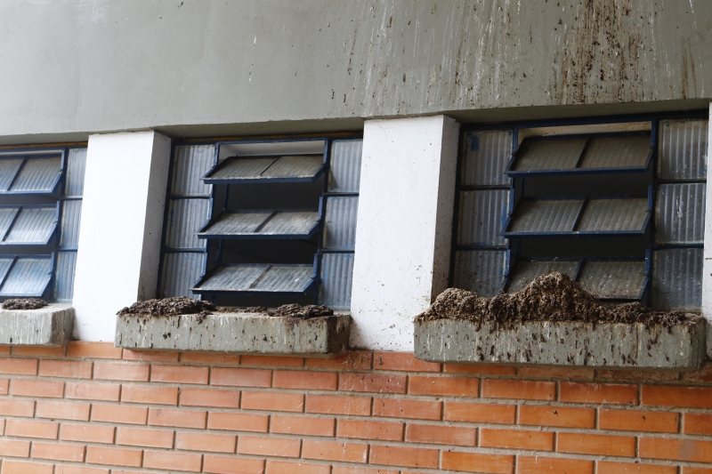 Fezes de pombos se acumulam em parapeitos e telhados próximos às salas de aula da Ibá Ilha Moreira