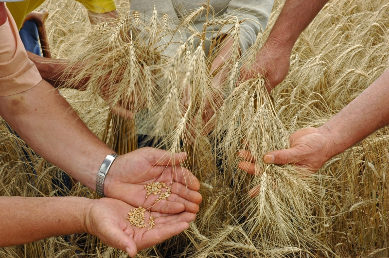 Produtores de trigo gaúchos estão computando as perdas financeiras sofridas com a colheita deste ano
