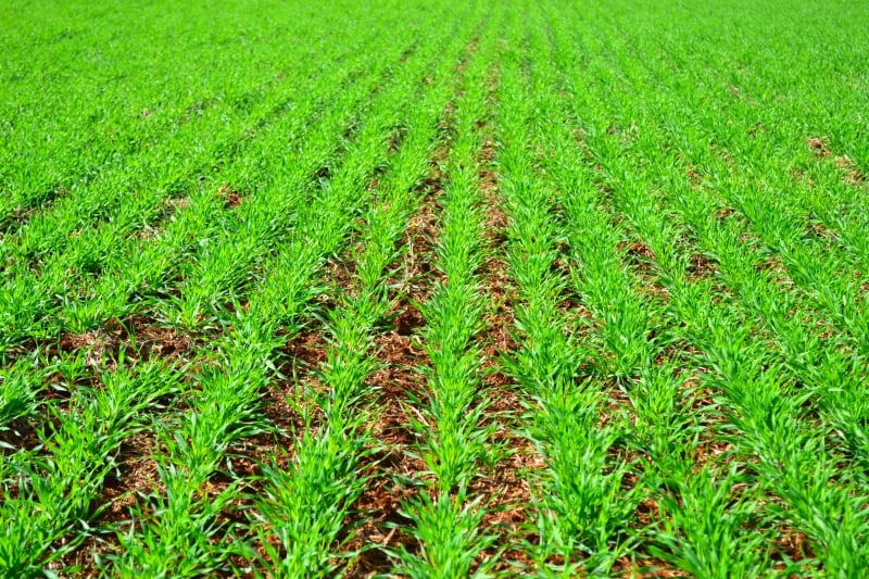 Plantio do grão usado pelas maltarias teve aumento de 17% no Estado