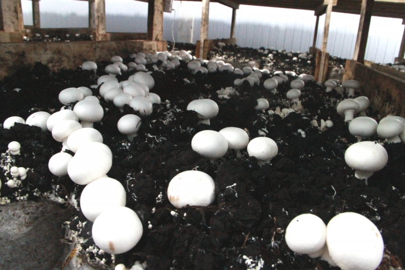 Cogumelos Paris são produzidos em estufas pela Empório Hanauer