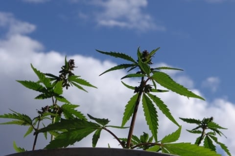 Paciente gaúcho conquista na Justiça direito de cultivar cannabis para tratamento de doença degenerativa