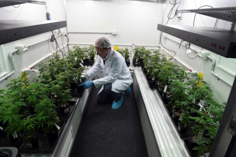 Anvisa adia decis�o sobre aval a plantio de Cannabis para uso medicinal