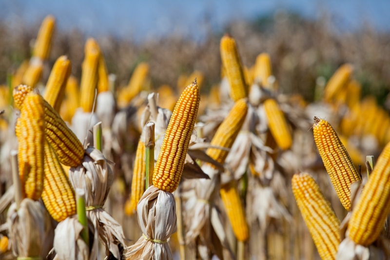 A safra total de milho em 2016/17 deve atingir 97,71 milhões de toneladas