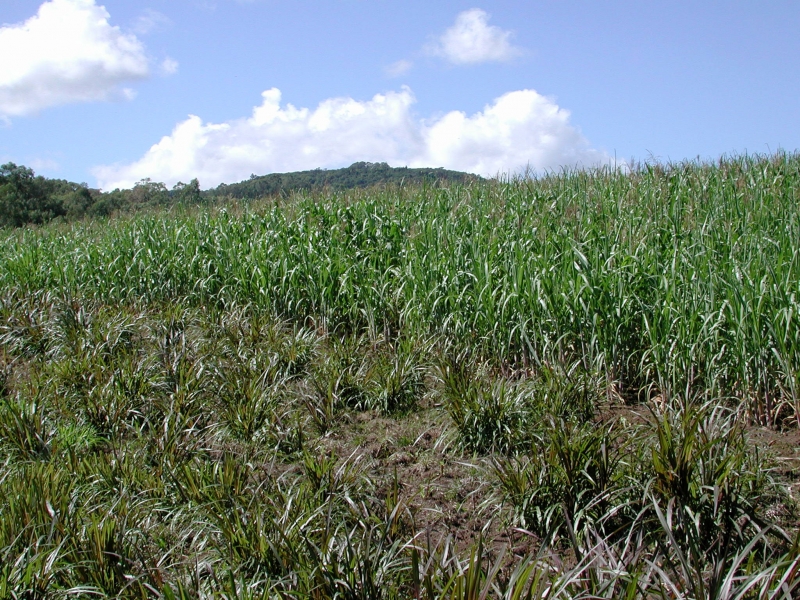 Subprodutos da cana podem ser usados como matéria-prima
