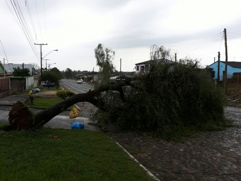 Em São Gabriel, ventos de mais de 100 km/h derrubaram árvores