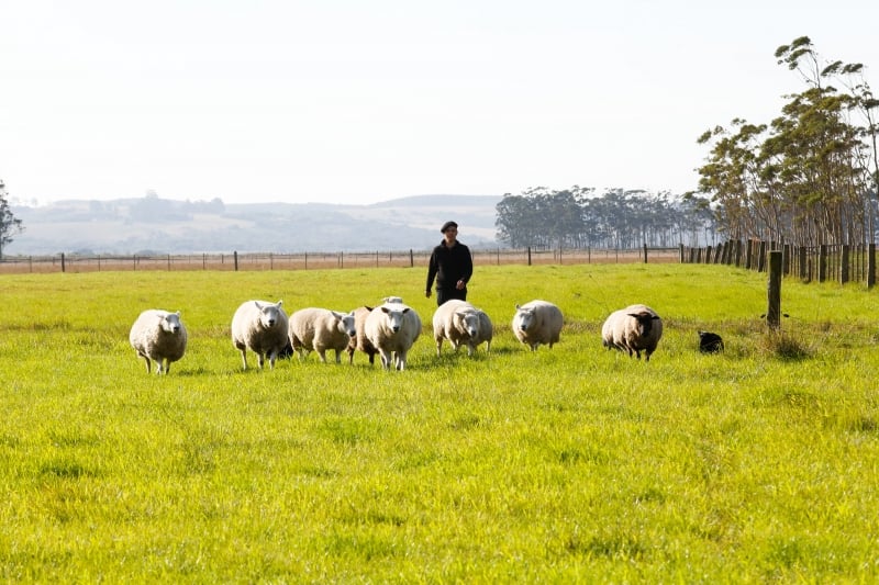 Rebanho ovino, que chegou a 14 milhões de cabeças, atualmente está abaixo de 3 milhões de ovinos
