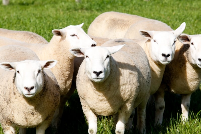 Rebanho gaúcho conta com 3,7 milhões de cabeças e o nacional com 17,5 milhões, somando características de carne e lã