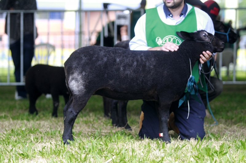 Cores dos  exemplares expostos variam entre preto, cinza e caramelo