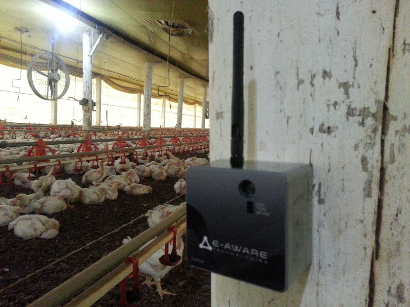 Sensores IoT captam indicadores como temperatura, umidade e luminosidade em aviários