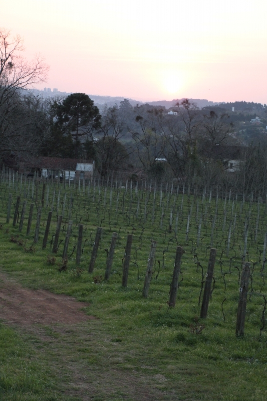 Visitamos os parreirais da Vin&iacute;cola Foto: fotos Roberta Fofonka/Especial/JC
