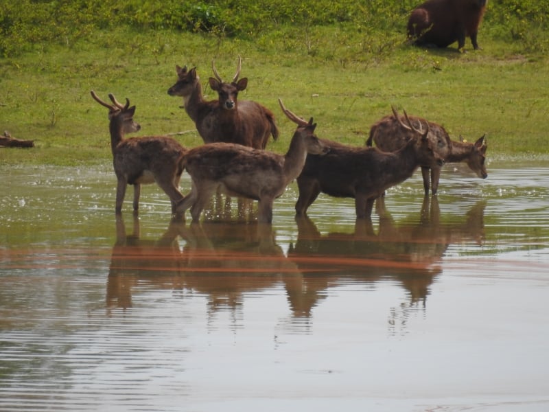 Aproximadamente 300 cervos do Pampas Safari, em Gravataí, podem ser sacrificados