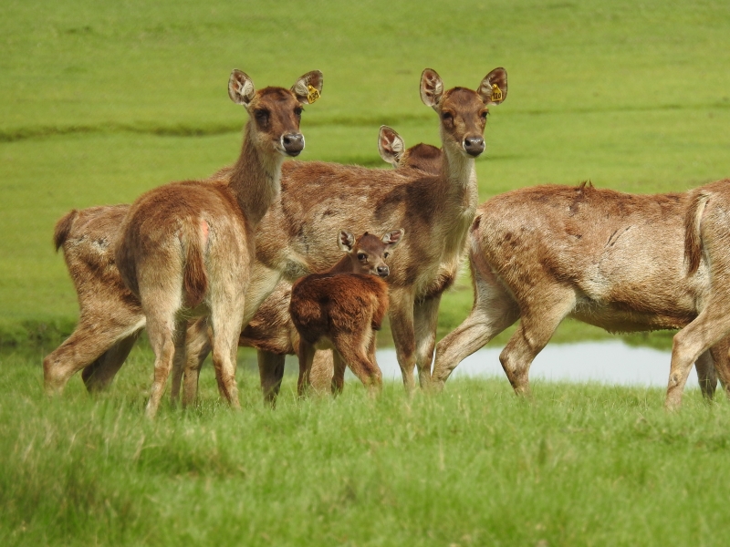 Como fechamento do Pampas Safari, proprietários querem sacrificar animais