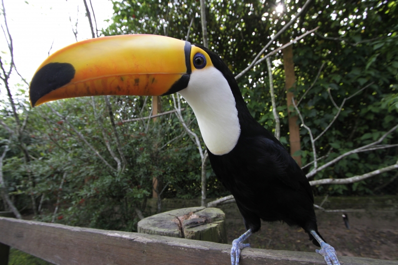 S&atilde;o 103 hectares, com a presen&ccedil;a de animais silvestres Foto: MARCO QUINTANA/JC