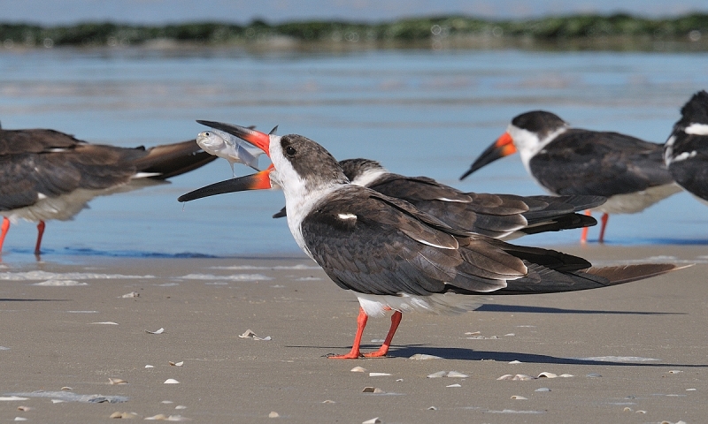 Aves migratórias vêm do Hemisfério Norte para se beneficiar da riqueza da Lagoa do Peixe, mas a maioria dos gaúchos ainda não conhece essa região