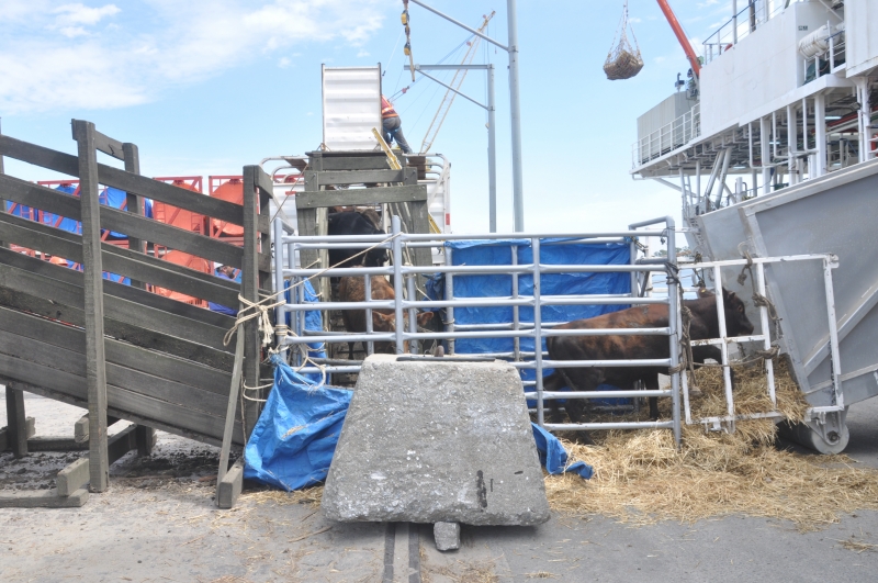 Decisão suspendeu, na sexta-feira, a exportação de gado vivo pelo Brasil