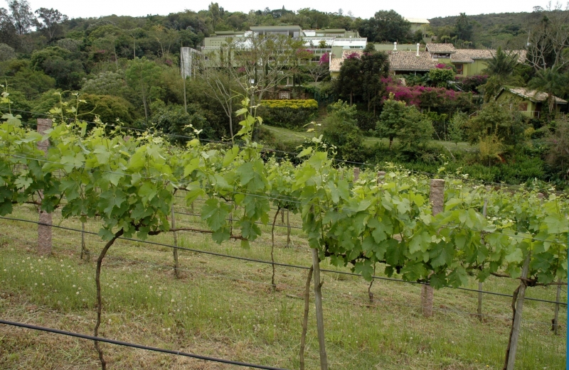 Local é um oásis para o cultivo das varidades cabernet sauvignon, cabernet franc, merlot e tannat