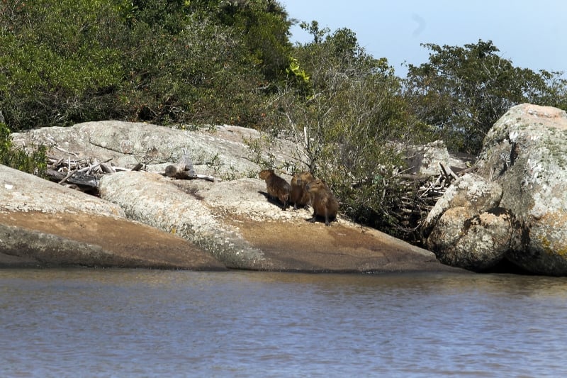 Gera&ccedil;&atilde;oE
Ida a Itapu&atilde; para fazer especial para o Gera&ccedil;&atilde;oE no restaurante Buti&aacute;. Haver&aacute; passeio de barco e piquenique. 
na foto: capivaras, costa do Lago Gua&iacute;ba, em Itapu&atilde;, no munic&iacute;pio de Viam&atilde;o Foto: MARCELO G. RIBEIRO/JC