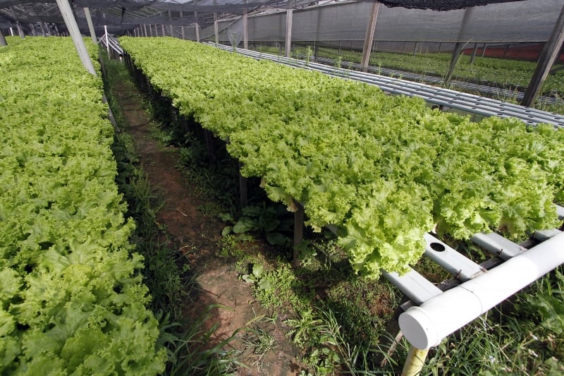 Levantamento indicou que hortaliças tiveram diferenças entre as formas orgânica, hidropônica e convencional