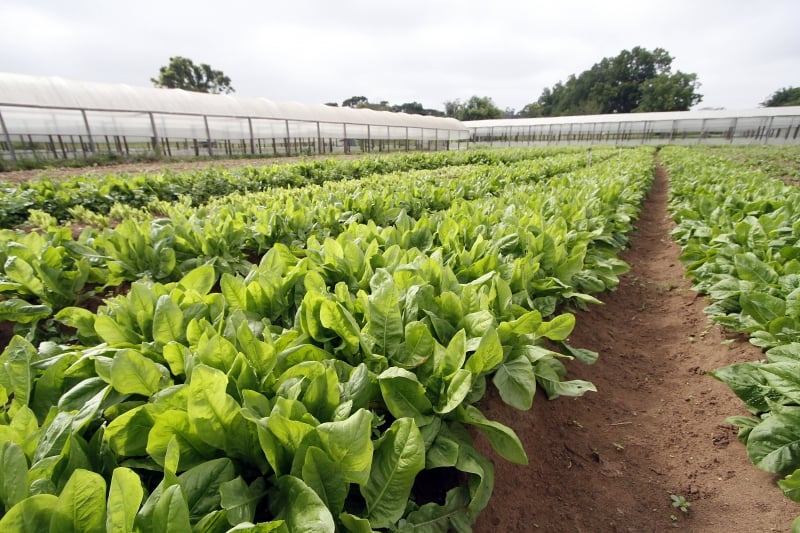 Pauta sobre o Quintal Urbano, com os empreendedores Jer&ocirc;nimo Loureiro e M&aacute;rcia Carneiro Luiz, sobre o neg&oacute;cio de solu&ccedil;&otilde;es para hortas em casa. horta, hortali&ccedil;a, cultivo, estufas, hidroponia Foto: MARCELO G. RIBEIRO/JC