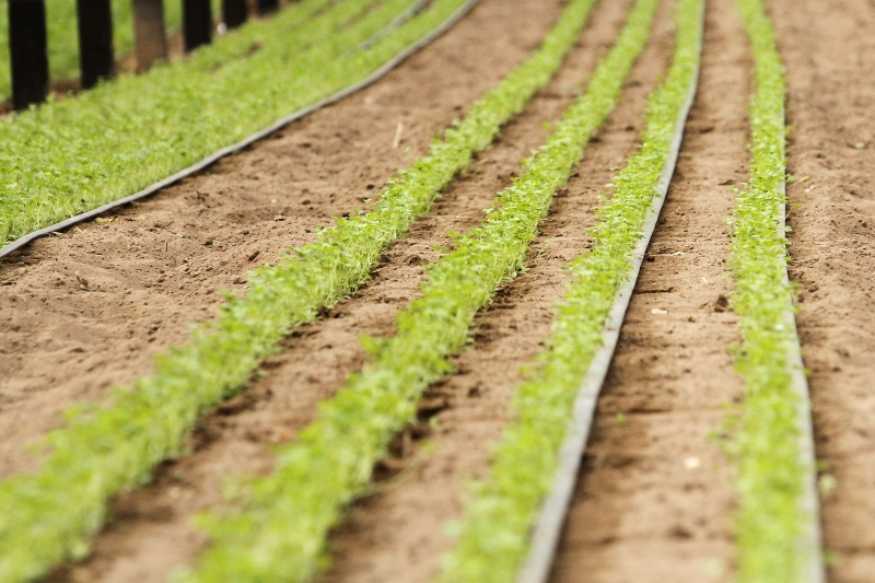 Pauta sobre o Quintal Urbano, com os empreendedores Jer&ocirc;nimo Loureiro e M&aacute;rcia Carneiro Luiz, sobre o neg&oacute;cio de solu&ccedil;&otilde;es para hortas em casa. horta, hortali&ccedil;a, cultivo, estufas, hidroponia Foto: MARCELO G. RIBEIRO/JC