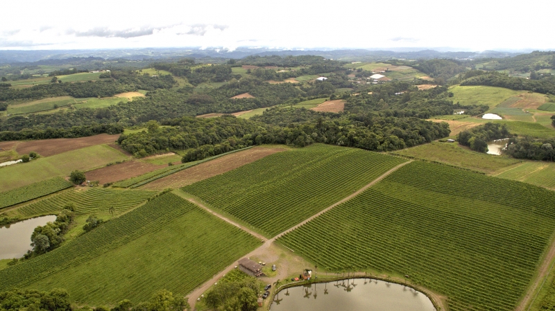 Empresa que conta com um vinhedo de sete hectares na regi&atilde;o de Nova P&aacute;dua | DANDY MARCHETTI/DIVULGA??O/JC