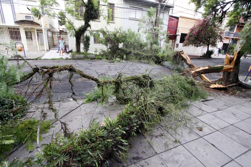 No bairro Cidade Baixa, uma árvore de grande porte caiu na rua Olavo Bilac