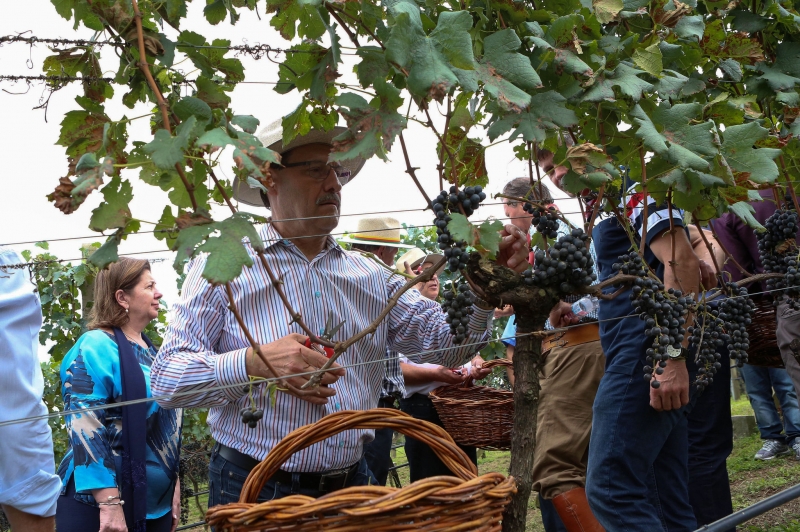 Governador participou a abertura da colheita de uva em Nova Pádua