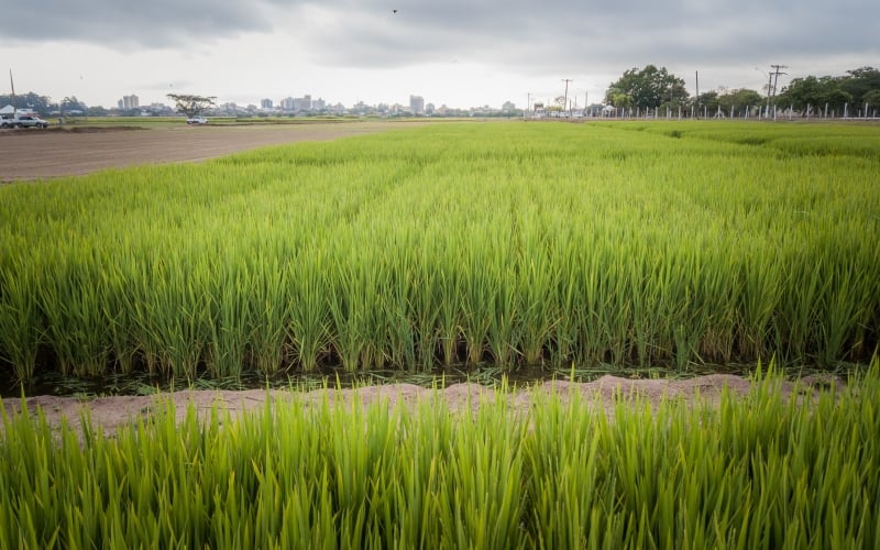 Perdas na Fronteira-Oeste, devido a enxurradas, agravaram a crise; área semeada de arroz ficou abaixo de 1 milhão de hectares