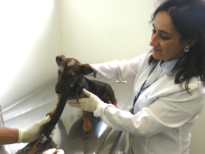 No primeiro atendimento na unidade, cadelinha passou por revisão
