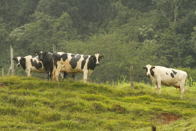 PIB da agropecuária subiu 0,5% no quarto trimestre de 2025