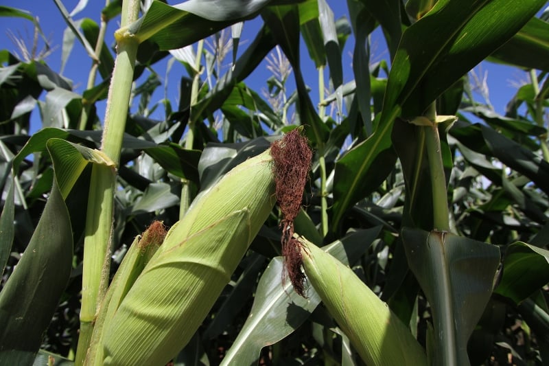 O cereal, com bons preços no momento, deve aumentar a sua plantação em 5,53%