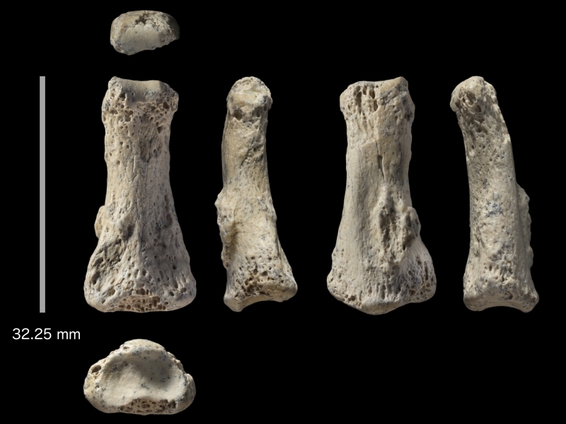 O novo fóssil foi encontrado em um sítio arqueológico chamado Al Wista