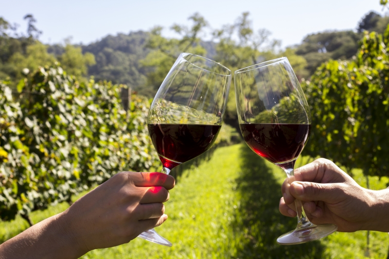 Dia do Vinho 2018 terá duas semanas de programação voltada ao enoturismo e à gastronomia 
