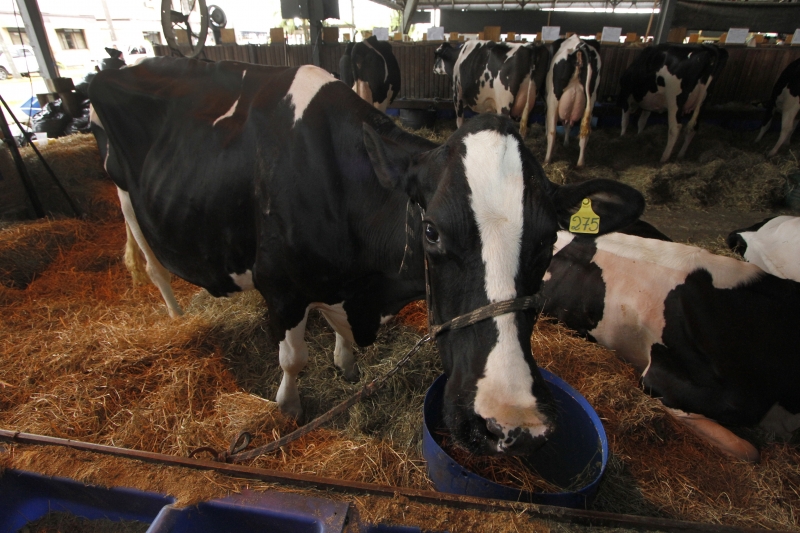 Gado leiteiro registra elevação de 17,6% na feira deste ano 