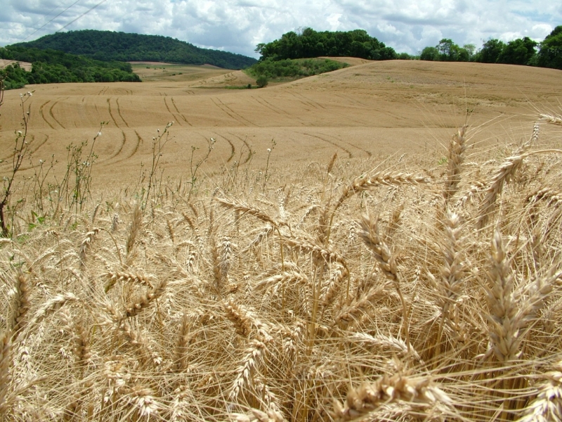 No Rio Grande do Sul, cultura do cereal ocupa 739 mil hectares