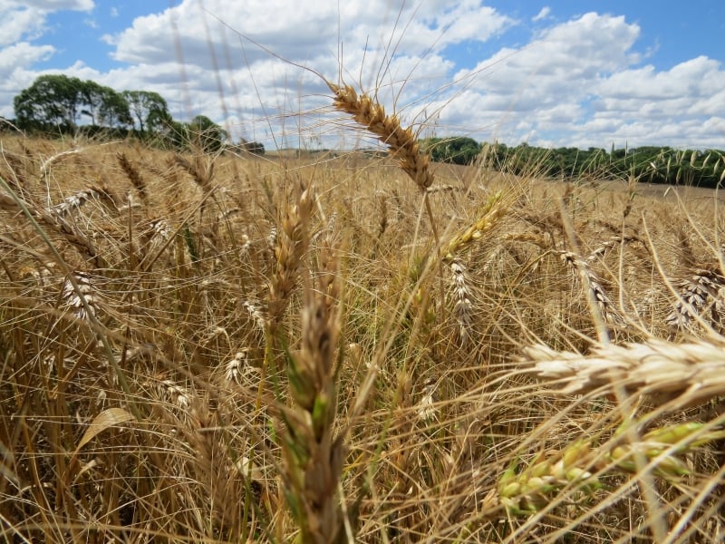 Primeiras cargas de trigo têm apresentado pH abaixo de 78, o que inviabiliza o produto para as indústrias