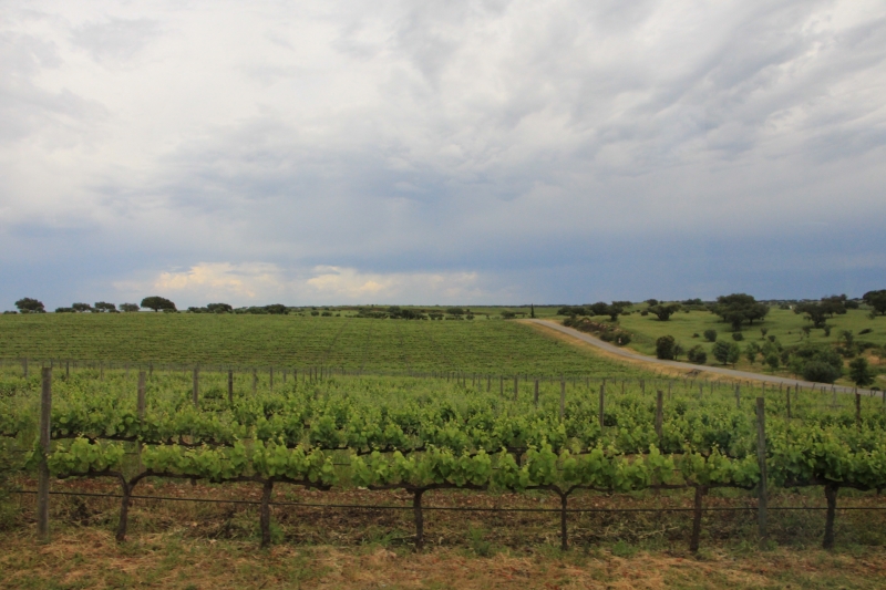 Fazenda do Esporão está localizada em área de 1,8 mil hectares