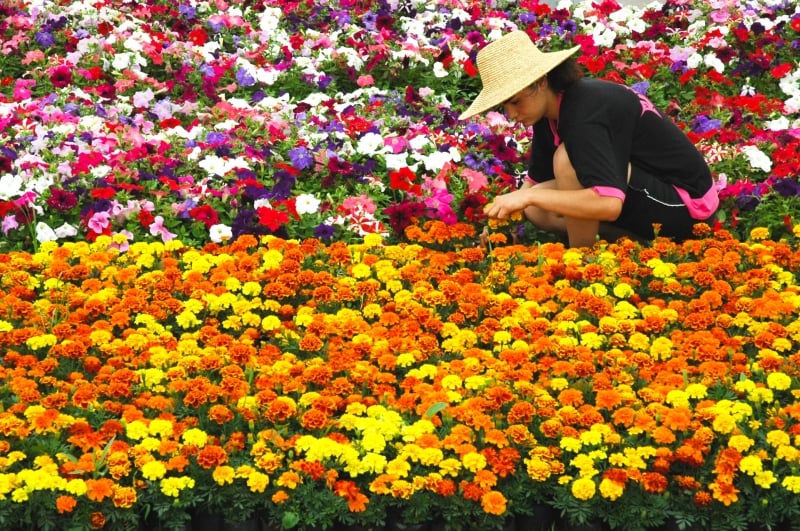Setor de flores no Rio Grande do Sul movimenta R$ 500 milhões anuais