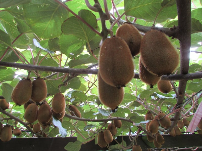 rea de plantio deve passar de 4 mil hectares para 13 mil at 2020