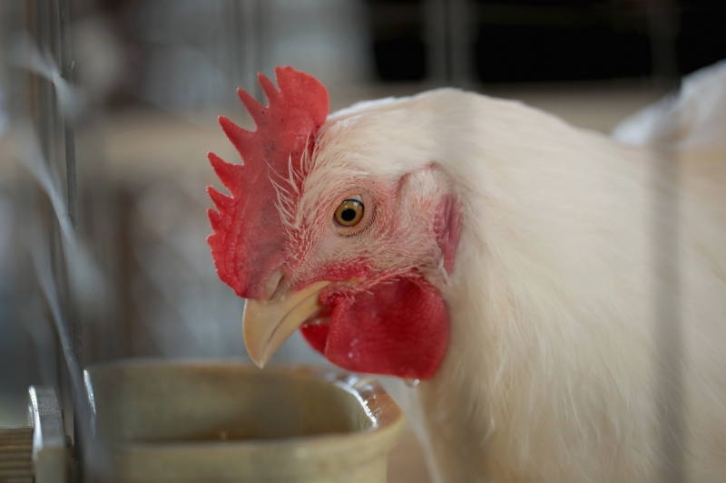 Exportações do segmento de frangos cairão 5,1%, segundo associação