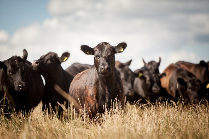 Pecuaristas que investem em melhoramento de raças querem fundo específico de indenização