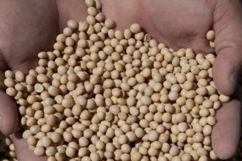 Cotação do dólar ajudou a recuperar renda perdida com quebra da safra de soja