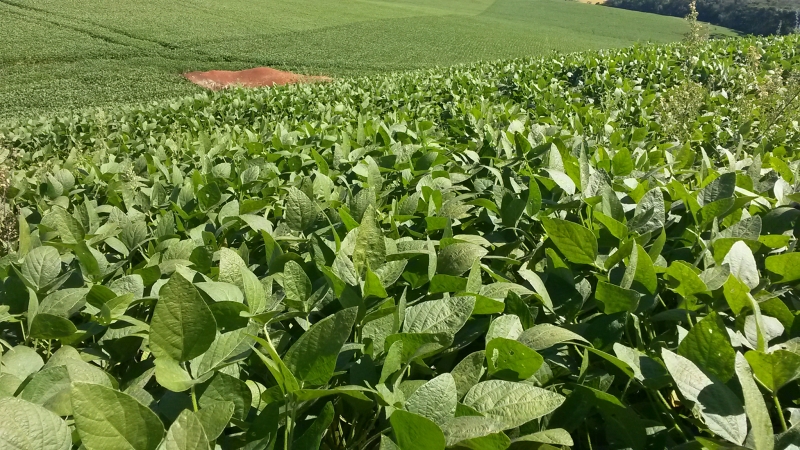 Laudos positivos foram confirmados em diversos municípios gaúchos 